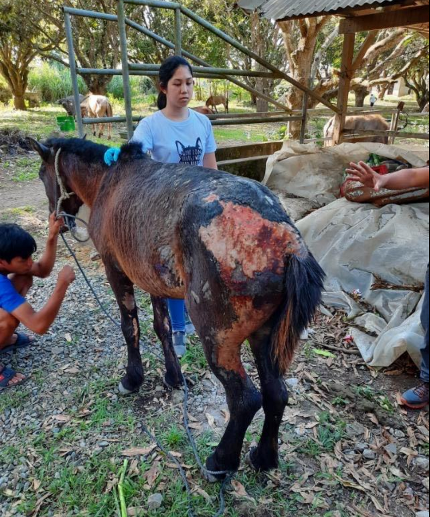 RELIEF FOR THE ANIMALS OF TAAL - BEACH BORN